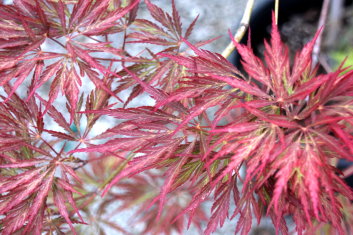 Acer palmatum Ever Red