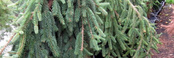 z Conifer Picea abies Pendula