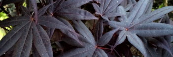 Acer palmatum Nuresagi