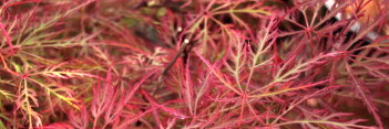 Acer palmatum Raraflora