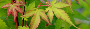 Acer palmatum Katsura