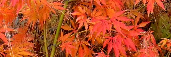 Acer palmatum Omure yama