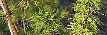 Acer palmatum Emerald Lace