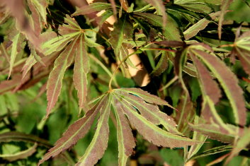 Acer palmatum Beni shi en