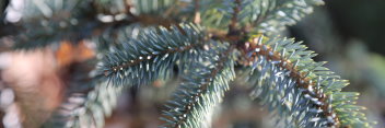 z Conifer Picea omorika Blue Sky