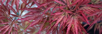 Acer palmatum Nigrum Dissectum SEE Ever Red