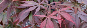 Acer palmatum Burgundy Lace