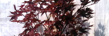 Acer palmatum Italy Red