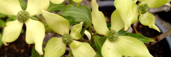 z Cornus kousa var chinensis White Dusted