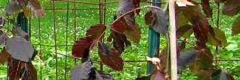 z Fagus sylvatica Black Swan