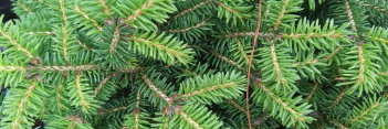 z Conifer Picea abies Lilliput