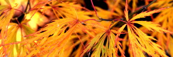 Acer palmatum Nancy's Legacy