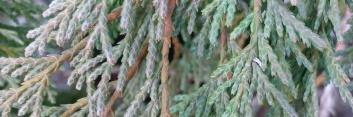 z Conifer Cham nootkatensis Pendula