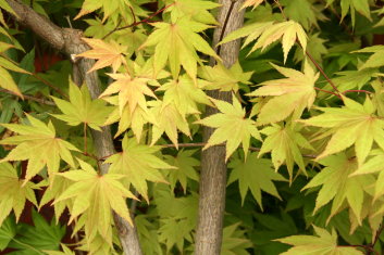 Acer shirasawanum Autumn Moon
