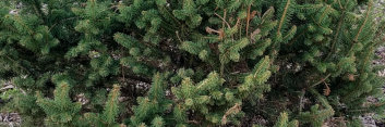 z Conifer Picea abies Clanbrassiliana Stricta