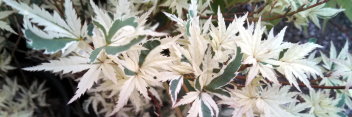 Acer palmatum Butterfly