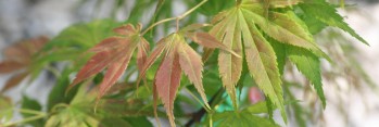 Acer palmatum Elmwoodii