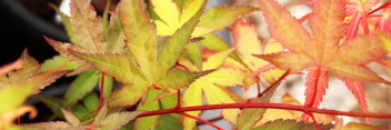 Acer palmatum Hino tori nishiki