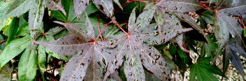 Acer palmatum Samurai sword