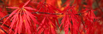 Acer palmatum Ornatum