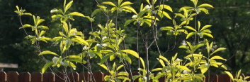 z Franklinia alatamaha ( Ben Franklin Tree)