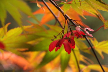 Acer palmatum Bump's Red Seed