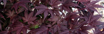 Acer palmatum EP