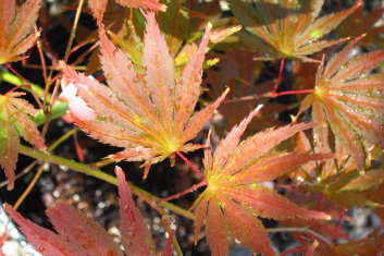 Acer palmatum Tiger Rose