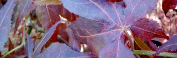 Acer palmatum Red Rugose