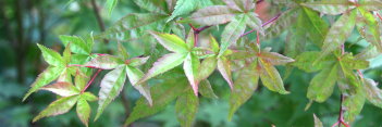 Acer palmatum Happy Corallinum