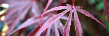 Acer palmatum Peve Dave