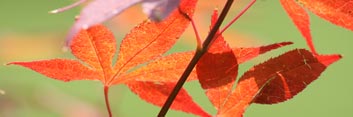 Acer palmatum Vandermoss Red