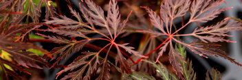 Acer palmatum Emma