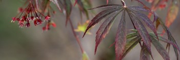 Acer palmatum Chitose yama