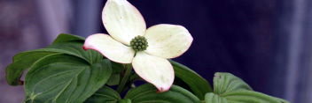 z Cornus kousa var chinensis Heartthrob