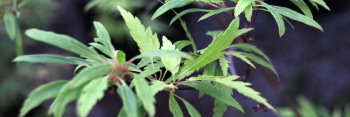 Acer palmatum Koshimino