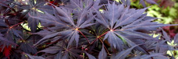 Acer palmatum Peve Stanley