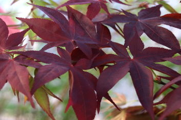 Acer palmatum Ogon sarasa