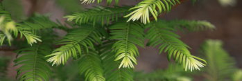 z Metasequoia glyptostroboides McCracken's White