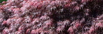 Acer palmatum Germaine's gyration