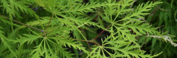 Acer palmatum Suisei