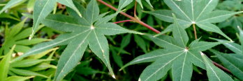 Acer palmatum Kogane sakae