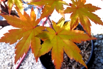 Acer circinatum x palmatum Herbstfeuer/ Autumn Flame