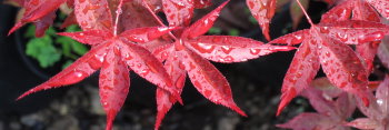 Acer palmatum Red Baron