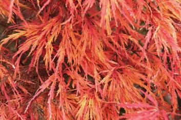 Acer palmatum Autumn Fire
