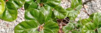 z Fagus sylvatica Cockleshell