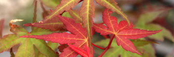 Acer palmatum Phoenix