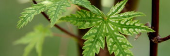 Acer palmatum Higasayama