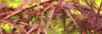 Acer palmatum Garnet Tower