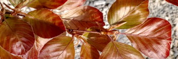 z Fagus sylvatica Riversii